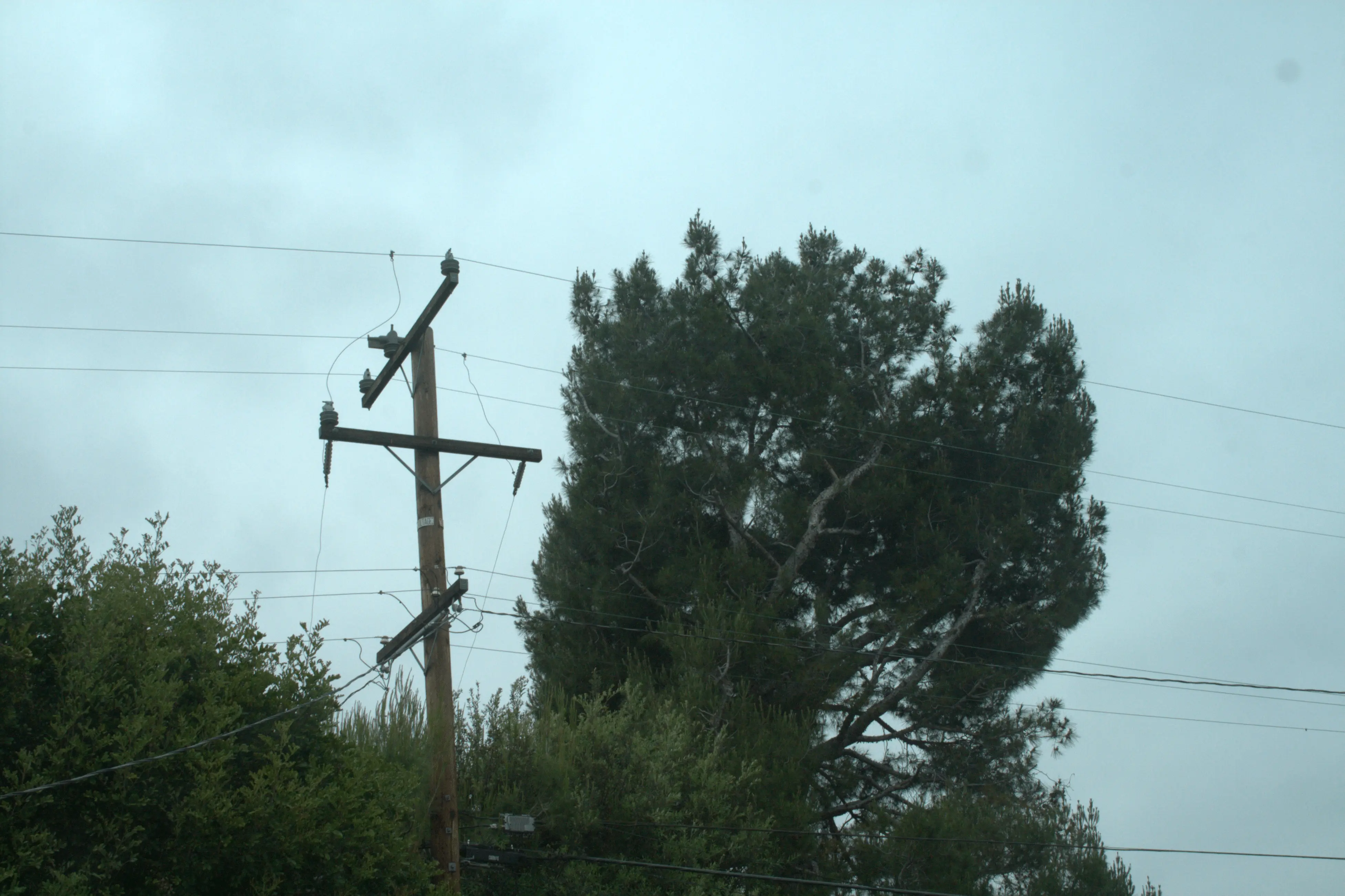 Image of a tree and a power poll