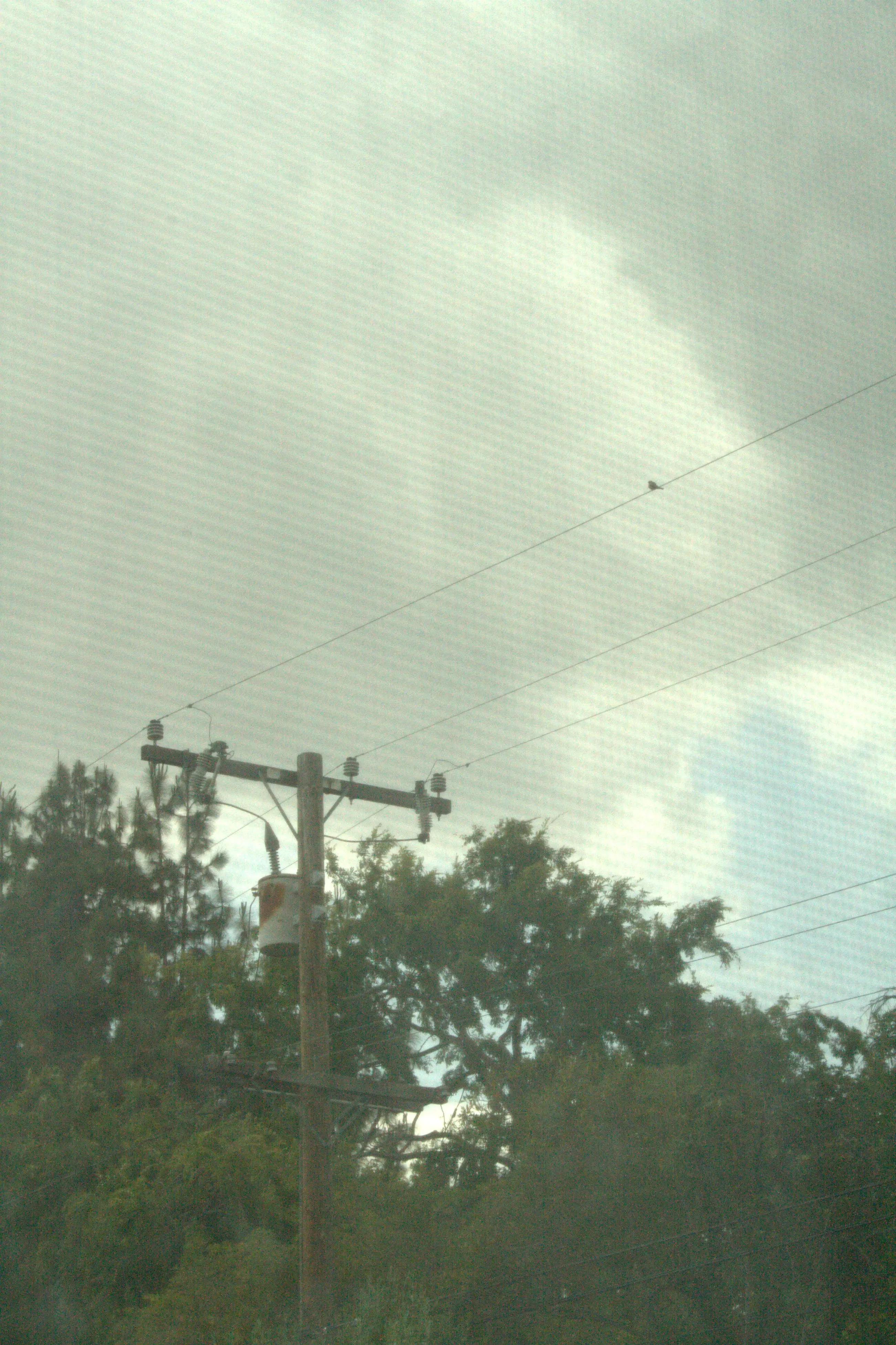 Final image of a power poll that has a bird on the energy lines or what ever its called